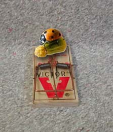 Ladybug trap