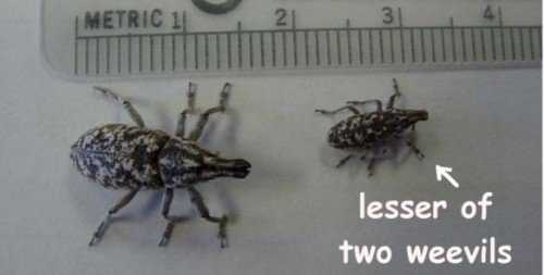 lesser of 2 weeviles
