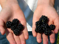 Blackberries in hand