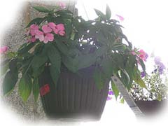 Hanging Flowerpot