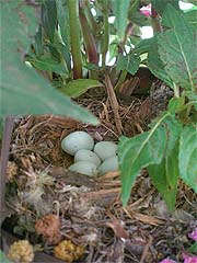 Wren Nest with eggs