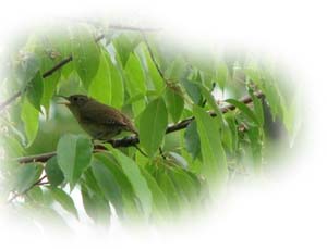 Wren in a tree