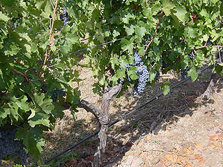 Petit Verdot grapes on the vine