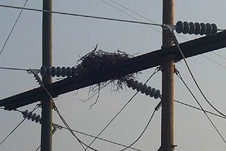 Osprey nest near the Ivy Hill boat landing in Clarksville